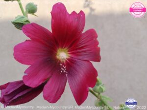 MadeinMycountry-MadeinMycountryGR-MadeinMycountyry-EU-Greece-Cyprus-Hellas-Madein-Greece-and-Cyprus-EU-Europe