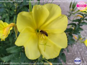 MadeinMycountry-MadeinMycountryGR-MadeinMycountyry-EU-Greece-Cyprus-Hellas-Madein-Greece-and-Cyprus-EU-Europe