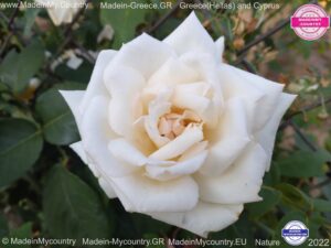 MadeinMycountry-MadeinMycountryGR-MadeinMycountyry-EU-Greece-Cyprus-Hellas-Madein-Greece-and-Cyprus-EU-Europe