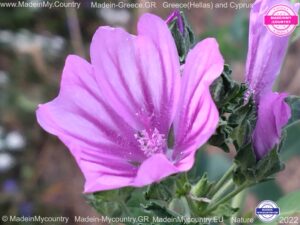 MadeinMycountry-MadeinMycountryGR-MadeinMycountyry-EU-Greece-Cyprus-Hellas-Madein-Greece-and-Cyprus-EU-Europe