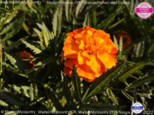 MadeinMycountry-MadeinMycountryGR-MadeinMycountyry-EU-Greece-Cyprus-Hellas-Madein-Greece-and-Cyprus-EU-Europe