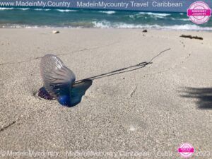 MadeinMycountry-Caribbean-MadeinMycountryCaribbean-MadeinMycountryTravel-Travel-Vacation-MadeinMycountrySponsorships-Caribbean-Cuba