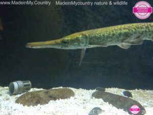 MadeinMycountry-Natural-history-Museum-MadeinMycountryWildlife-MadeinMycountryIndia-India-Kerala-wildlife-exhibits