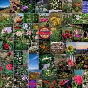 MadeinMycountry Nepal, home of Everest, the eternal "guardian" of the Himalayas, birthplace of Buddha. MadeinMycountry is a global platform that celebrates and supports local history, culture, art, and nature conservation efforts.